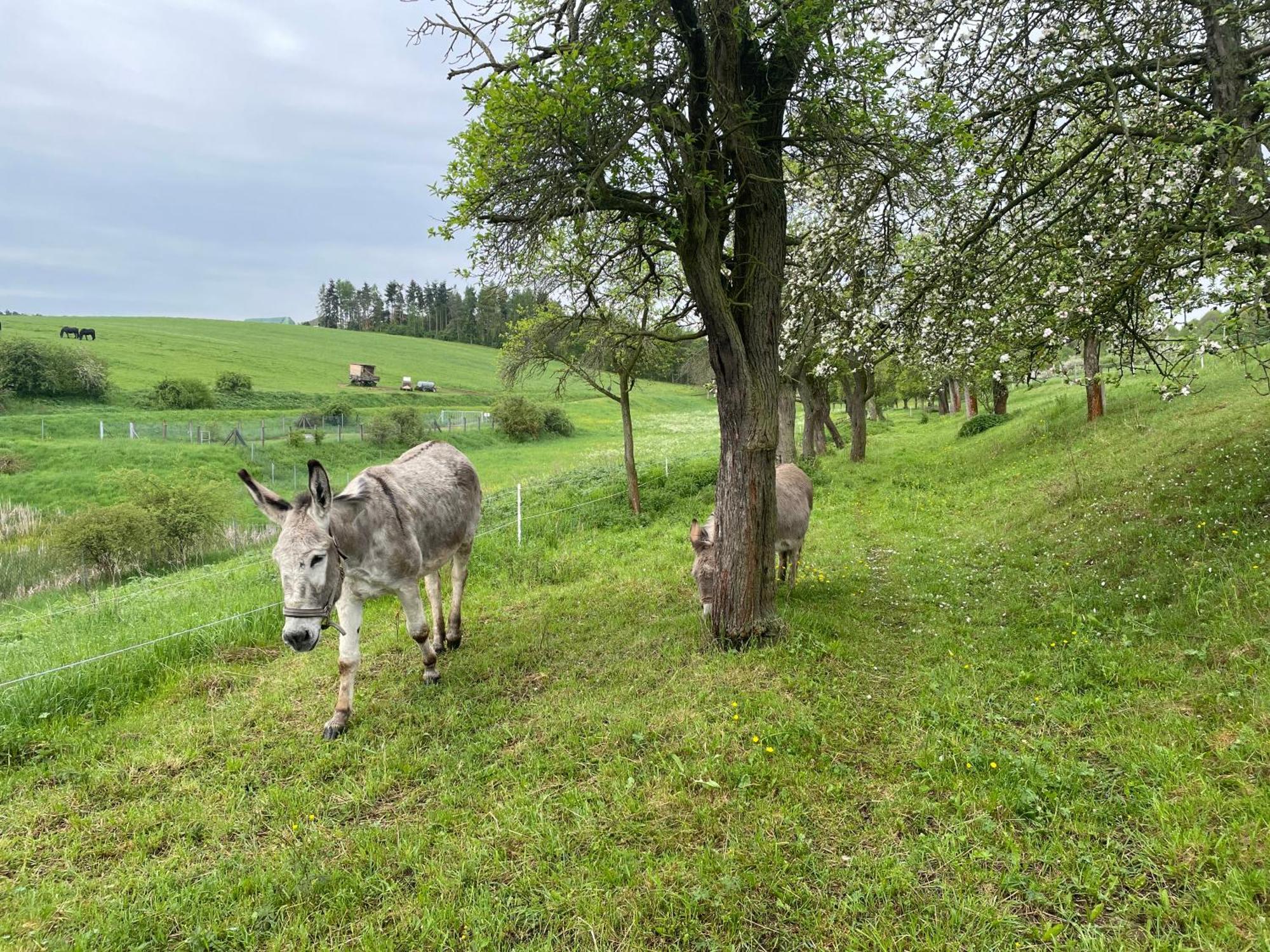 Ferienhof"Waldesel Rippersroda" Eksteriør bilde